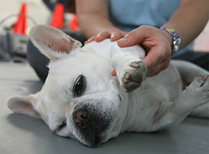 Pet Rehabilitation Los Angeles